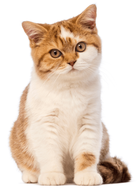 Hund och katt i en soffa tillsammans.